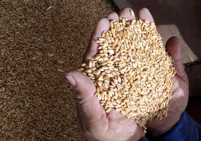 Pšenica, ilustracija (Foto. EPA/KHALED ELFIQI) - 
