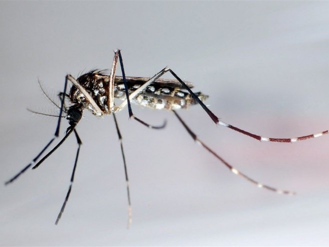 Tigrasti komarac (Foto: EPA/GUSTAVO AMADOR) - 