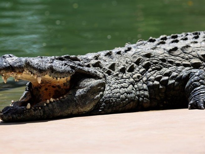 Krokodil (Foto: EPA-EFE/ALI HAIDER/ilustracija) - 