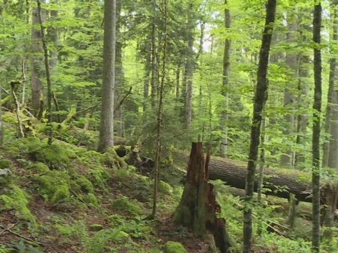 Iz prašume izvučeno najstarije stablo u Srpskoj (VIDEO)