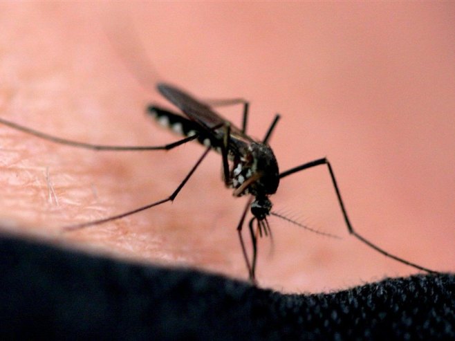 Invazija komaraca na istoku Hrvatske, u avgustu se očekuje i "tigrasti"