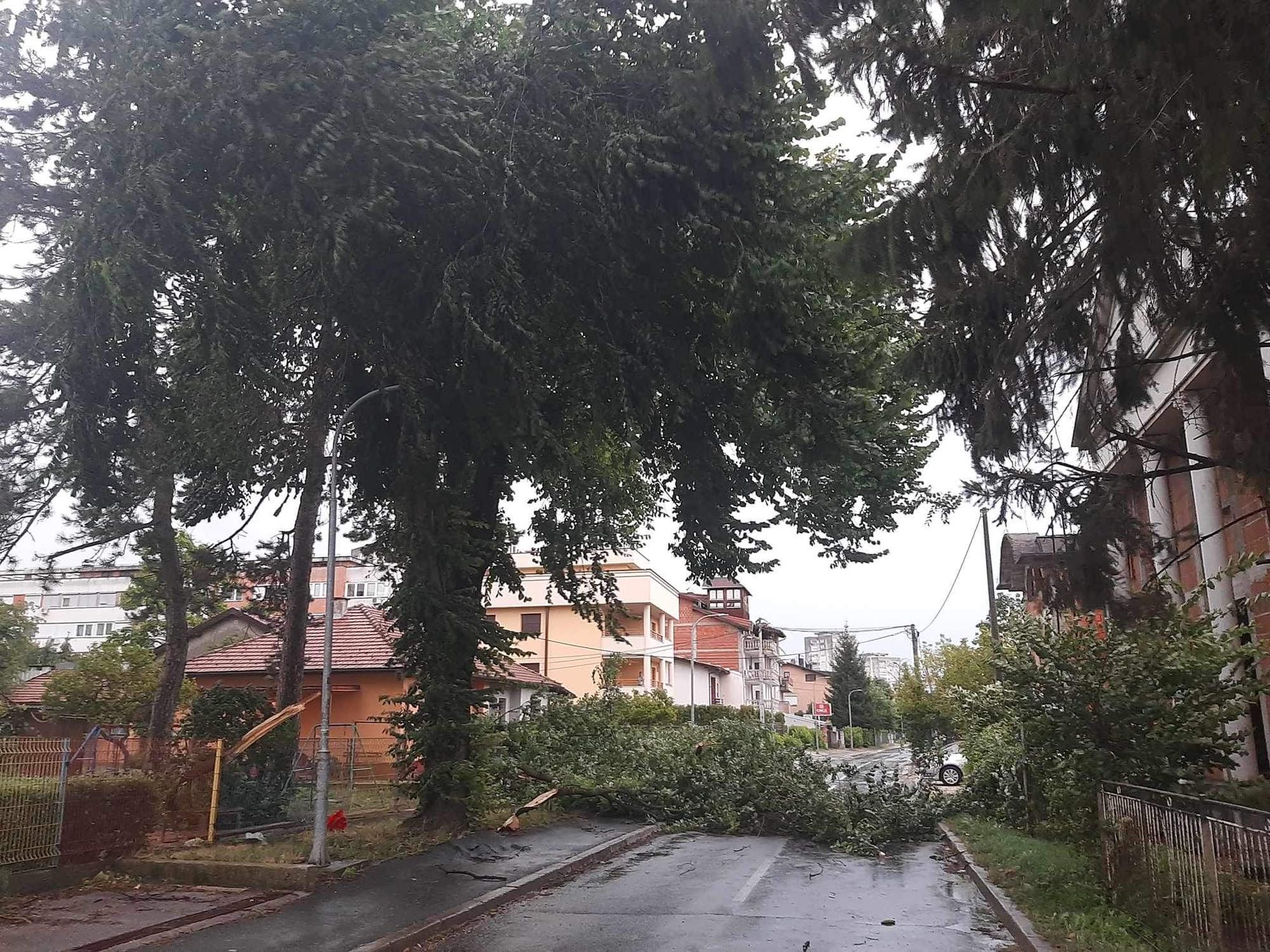 Palo drvo u ulici Save Kovačevića u Banjaluci - Foto: RTRS