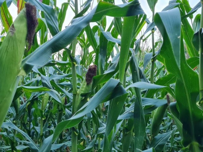 Kako temperatura utiče na kukuruz u Srpskoj? (VIDEO) Kako temperatura utiče na kukuruz u Srpskoj? (VIDEO)