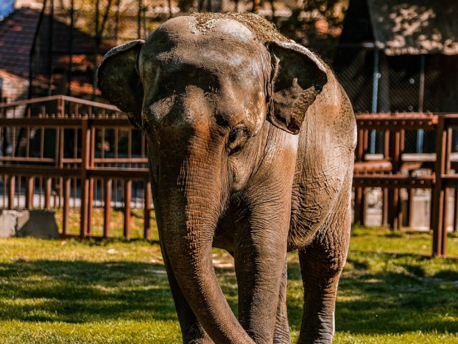 Uginula slonica Tvigi (Foto: facebook.com/zoovrtbeograd) - 