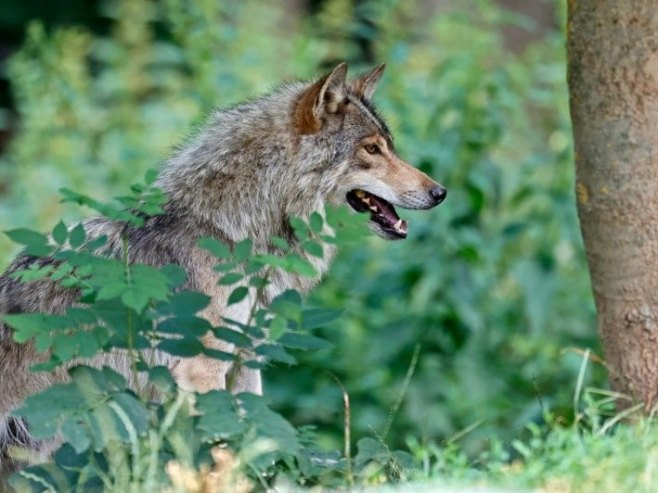 Vuk (Foto: EPA-EFE/RONALD WITTEK/ilustracija) - 