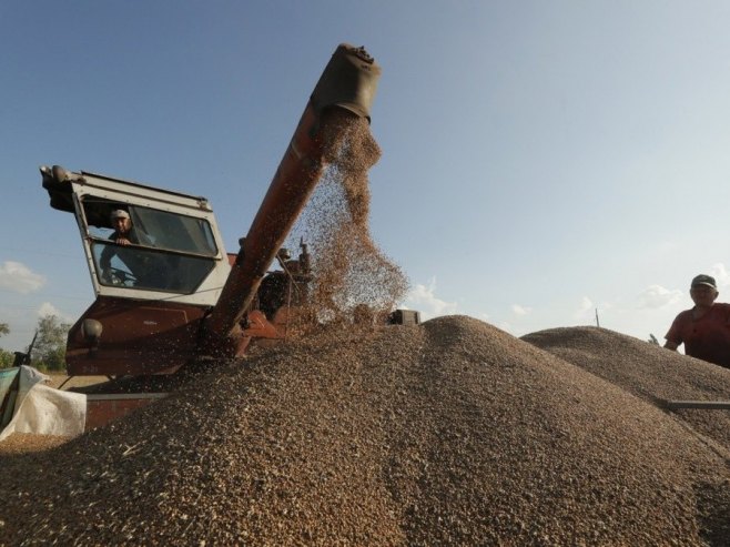 Žito (Foto: EPA/SERGEY DOLZHENKO) - 