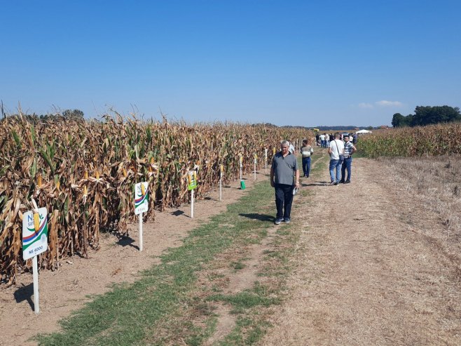 "Dana polja kukuruza i soje Bijeljina 2023" - Foto: SRNA
