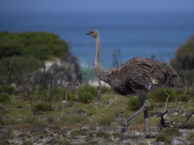 Velika Britanija (Foto: EPA-EFE/NIC BOTHMA) - 
