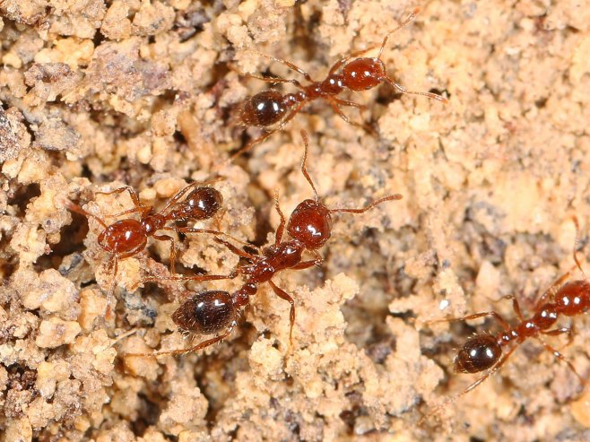 Crveni vatreni mrav (Foto: Flickr/Creative Commons license) - 