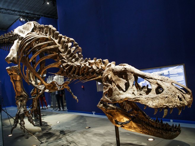Skelet dinosaurusa (Foto: EPA-EFE/CHRISTOPHE PETIT TESSON) - 