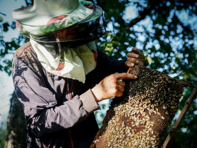 Pčelarstvo (Foto: EPA-EFE/OLEG PETRASYUK) - 