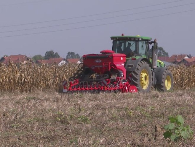 Poljoprivrednici još važu - koliko zasijati pšenice? (VIDEO)