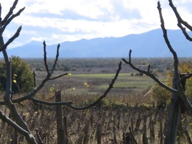 Vinogradarstvo Vinogradarstvo - Foto: RTRS
