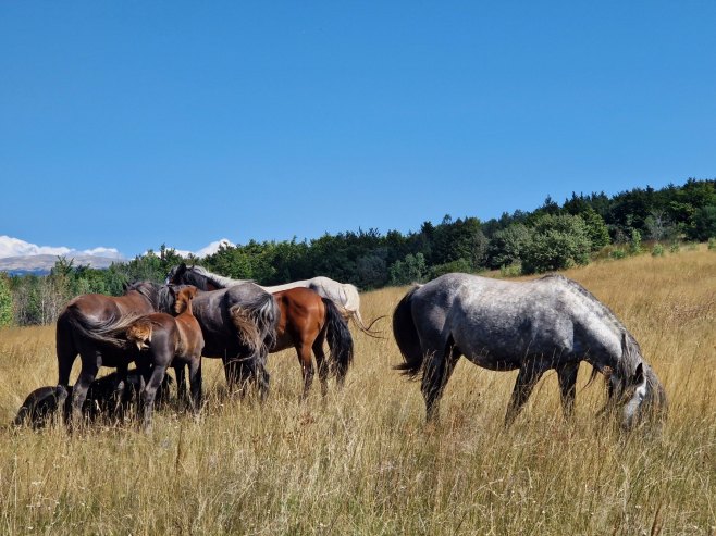 Livanjskim poljem galopiraju konji protjeranih srpskih domaćina