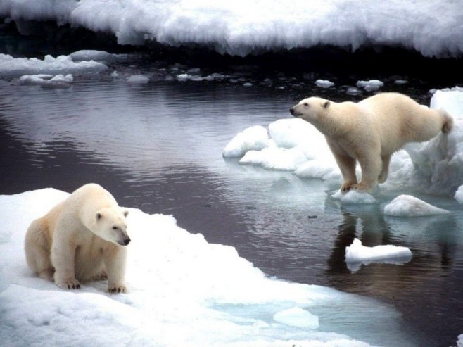 Polarni medvjedi (foto: EPA/GREENPEACE HO) Polarni medvjedi (foto: EPA/GREENPEACE HO) -