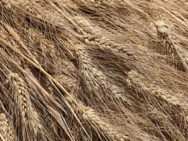Rusija ponovo među pet najvećih izvoznika žita u EU