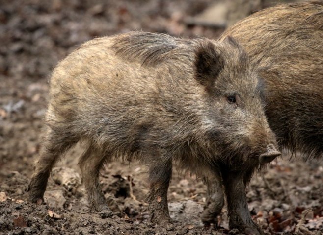 Divlja svinja (foto: EPA-EFE/FOCKE STRANGMANN - ilustracija) - 
