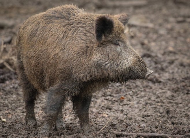 Divlja svinja (Foto: EPA-EFE/FOCKE STRANGMANN, ilustracija) - 