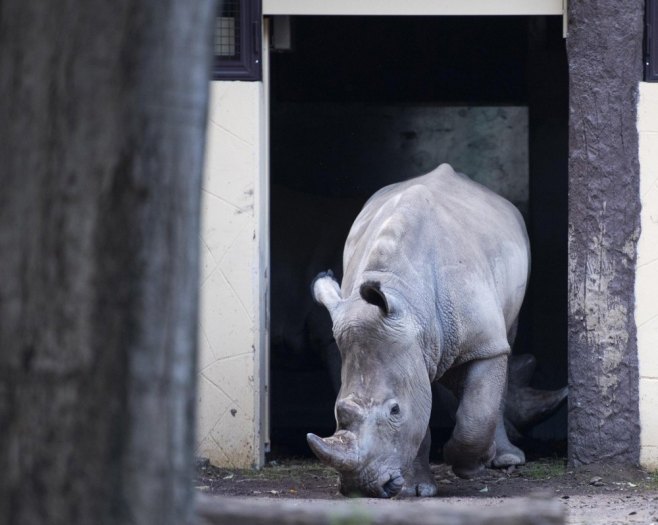 Bijeli nosorog  (Foto:EPA-EFE/ANSA/CLAUDIO PERI) - 