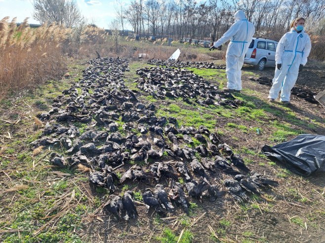 Pronađeno 800 mrtvih ptica na oranicama kod kikindskog sela Nakova (FOTO)