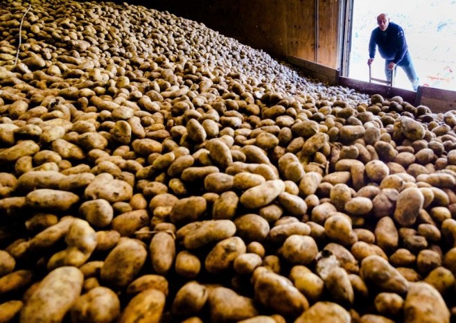 Krompir (ilustracija) (foto:EPA-EFE/MARCO DE SWART) - 