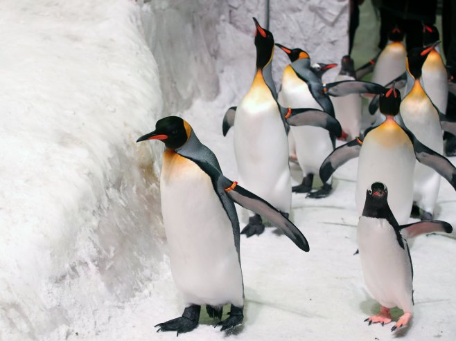 Pingvini (Foto: EPA-EFE/KHALED ELFIQI) - 