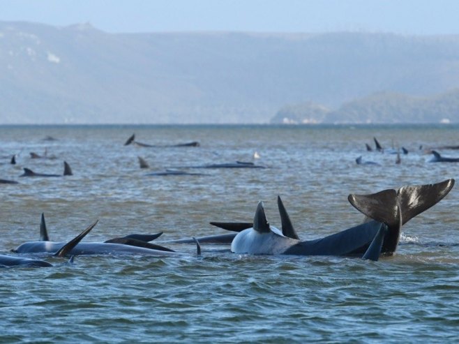 Na zapadu Australije nasukalo se 160 kitova, u toku spasavanje (VIDEO)