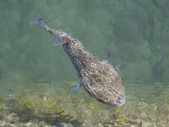Otrovna riba (Foto: EPA/CJ GUNTHER) - 