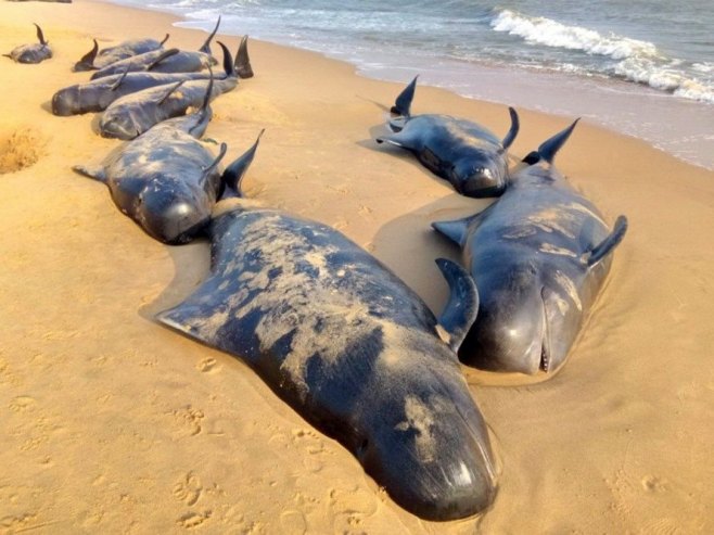 Nasukani kitovi (foto: EPA/STR - ilustracija) - 