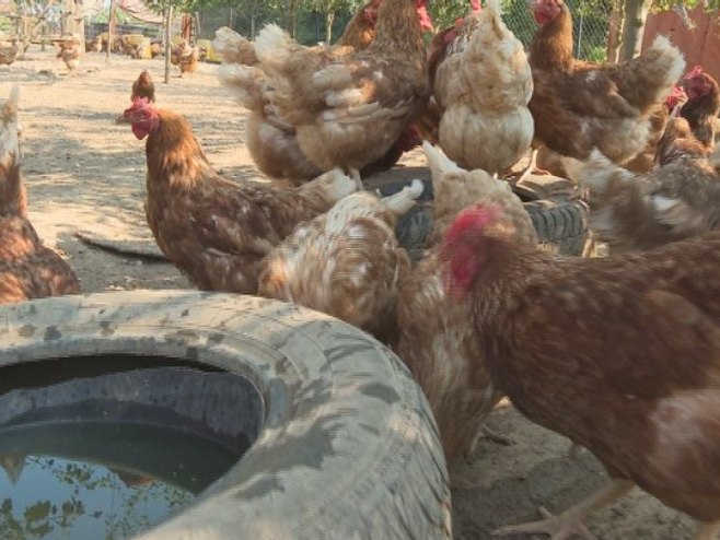 Barlovci kod Banjaluke: Zbog nedostatka vode farme peradi u velikim problemima (VIDEO)