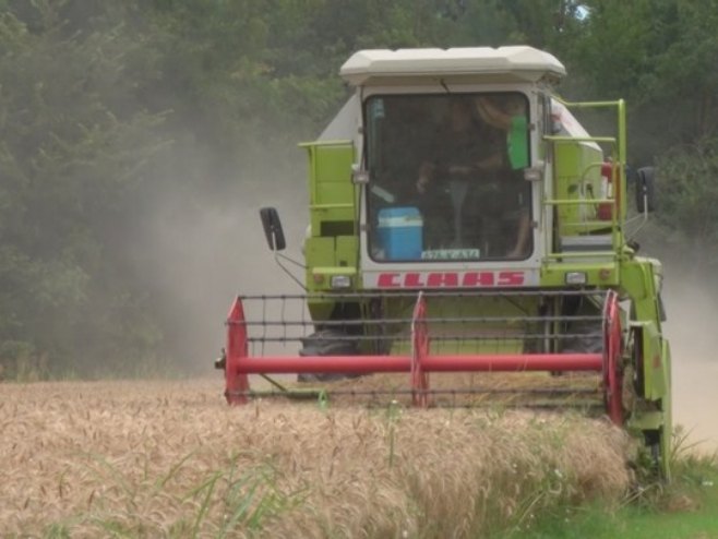 U Srpskoj isplaćeni svi podsticaji za pšenicu - ratarima na računima više od devet miliona KM (VIDEO)