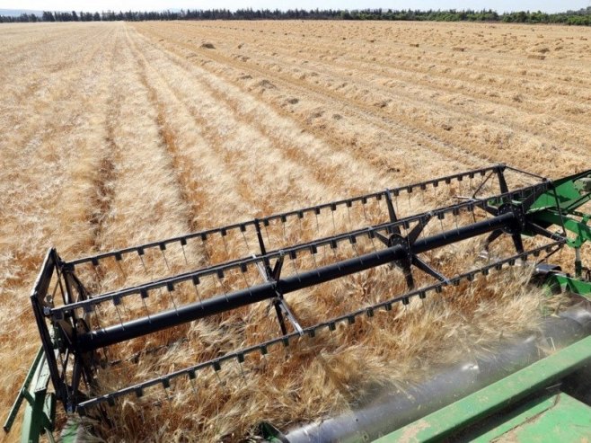 Žetva pšenice (Foto: EPA-EFE/MOHAMED MESSARA) - 