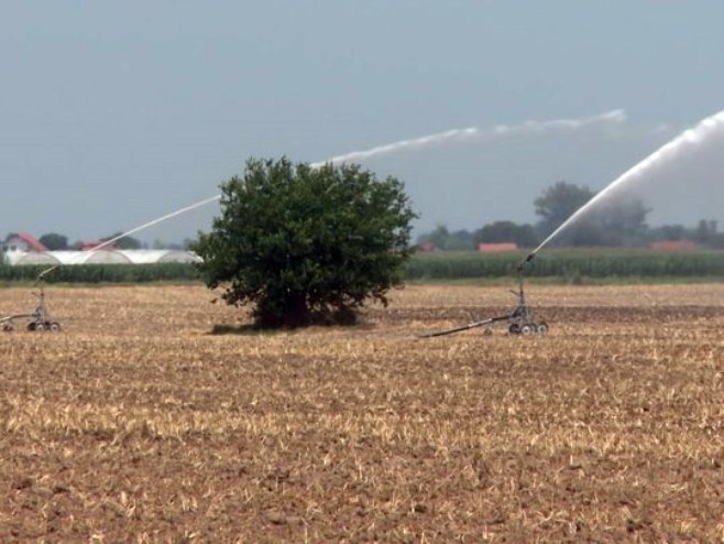 Ekstremno visoke temperature ugrožavaju uzgoj povrća u Semberiji (VIDEO)