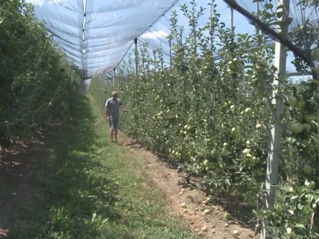 Značajna karika u lancu zaštite proizovdnje voćarstva protivgradne mreže (VIDEO)