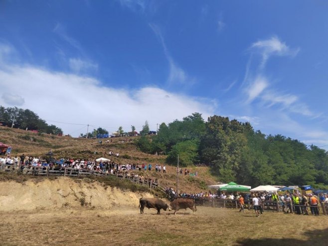 Na Popovića brdu kod Oštre Luke održana 252. Grmečka korida (VIDEO)