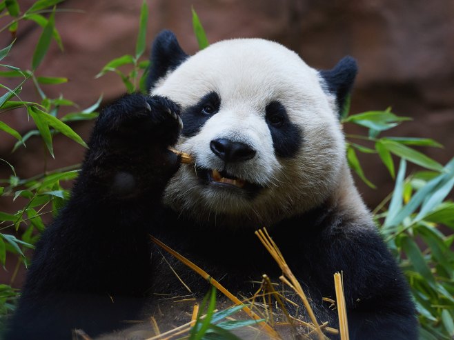 Panda Јun Čuan (Foto: EPA-EFE/ALLISON DINNER) - 