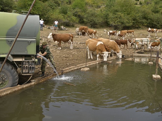 Vojska Srbije pomaže u napajanju stoke na Suvoj planini (Foto: Tanjug/ministarstvo odbrane) - 