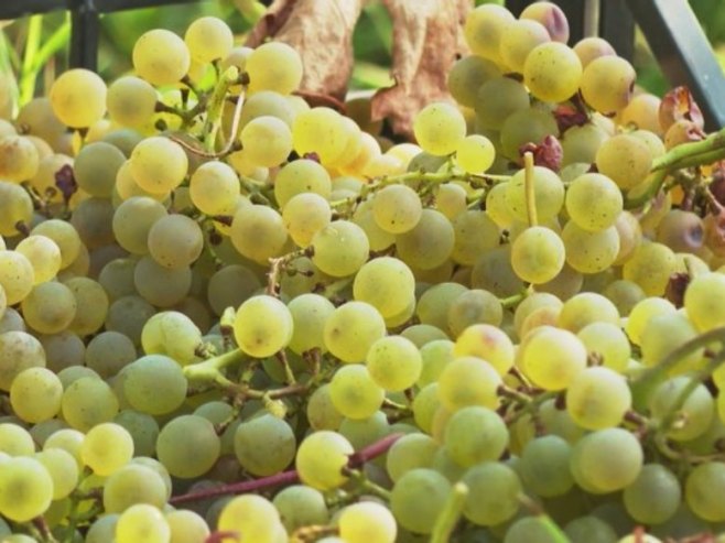Trebinje: Počela berba vinskih sorti grožđa (VIDEO)