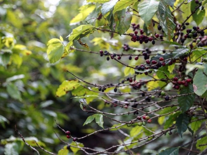 Plantaža kafe u Brazilu (foto: EPA-EFE/SEBASTIAO MOREIRA - ilustracija) - 