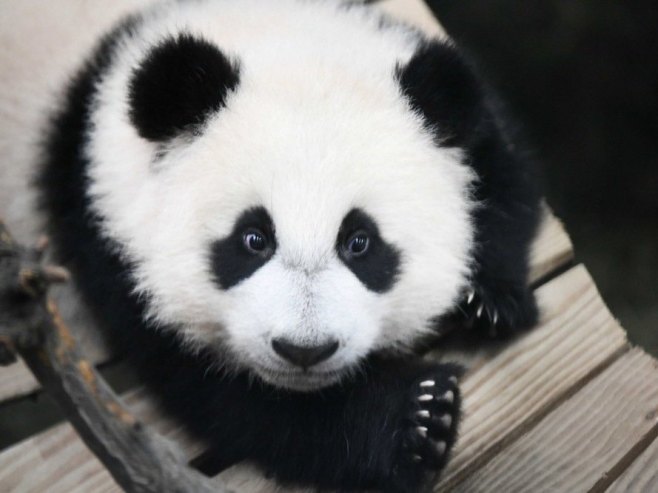 Panda (Foto: ilustracija/EPA-EFE/PIROSCHKA VAN DE WOUW) - 