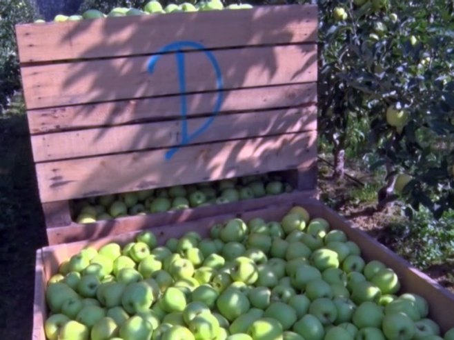 U toku berba jabuke u Potkozarju; Prinosi dobri i pored velikog broja opalih plodova (VIDEO)