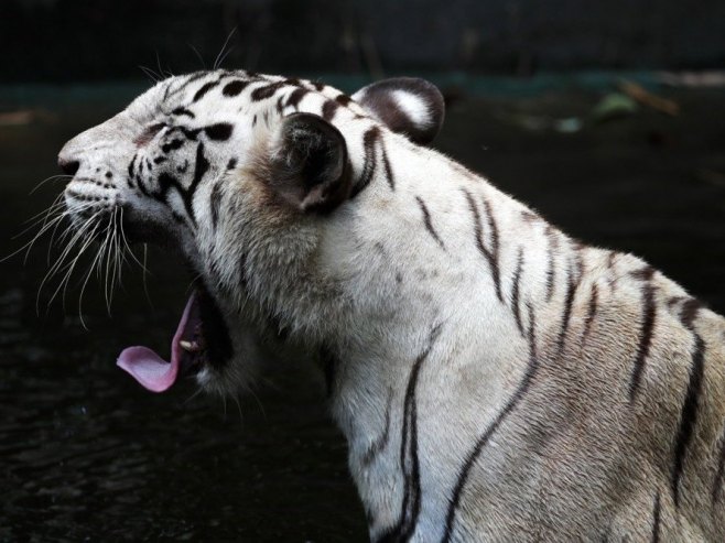 Tigar (Foto: EPA-EFE/FAZRY ISMAIL/ilustracija) - 