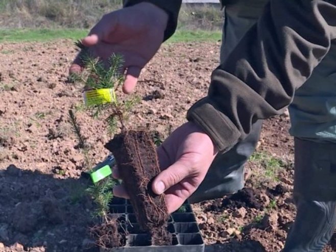 Rogatica: Zasađena prva plantaža Pančićeve omorike (VIDEO)