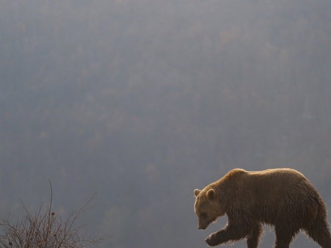 Medvjed (Foto: EPA-EFE/VALDRIN XHEMAJ/ilustracija) - 