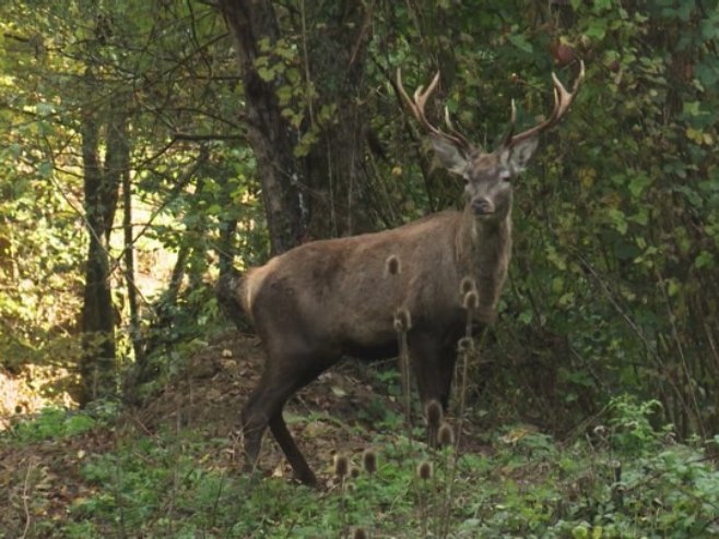 Nakon 30 godina jeleni ponovo trče šumama Majevice (VIDEO)