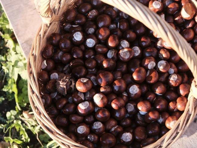 Pečeni kesten - jedan od glavnih brendova grada na Vrbasu! (VIDEO)