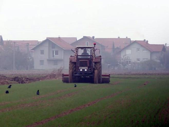 Sušna jesen u Semberiji usporila klijanje pšenice (VIDEO)