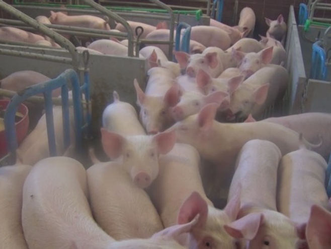 Svake godine pred praznike poskupi, ali ove izgleda neće mnogo - koliko košta božićna pečenica?