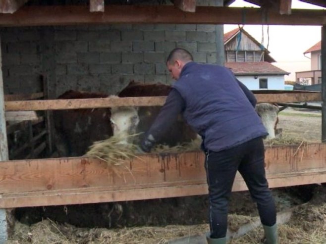 Sve više mladih poljoprivrednika ostaje na selu i uz podsticaje proširuju proizvodnju (VIDEO)