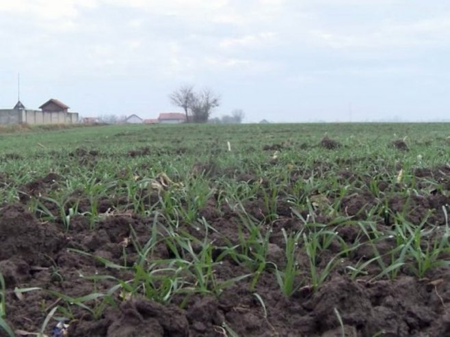 Kiša i snijeg povećali zalihu vlage u zemljištu - dobri uslovi za rast strnog žita (VIDEO)